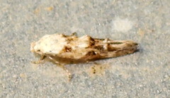 Mompha murtfeldtella