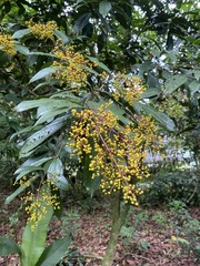 Miconia longifolia