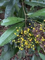 Miconia longifolia