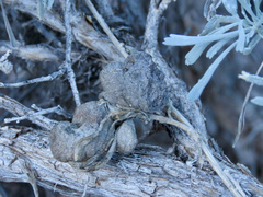 Rhopalomyia pomum