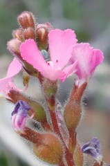 Stylidium albomontis