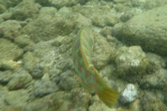 Thalassoma trilobatum