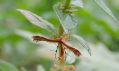 Oxyptilini