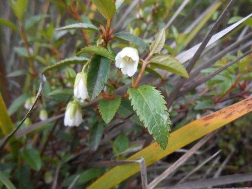 Image of Heart Berry (Aristotelia peduncularis) by no rights reserved