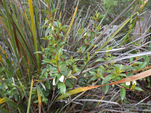 Image of Heart Berry (Aristotelia peduncularis) by no rights reserved