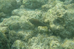 Canthigaster amboinensis