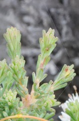 Darwinia diosmoides