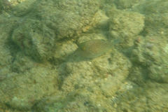 Canthigaster amboinensis