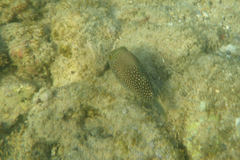 Canthigaster amboinensis