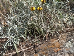 Senecio stoechadiformis