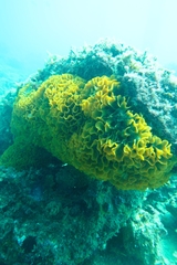 Steginoporella chartacea