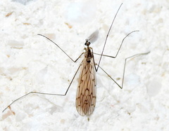 Symplecta