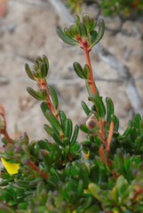 Hibbertia gracilipes