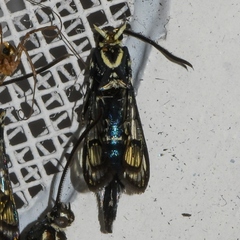 Sesiidae