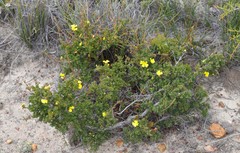 Hibbertia gracilipes