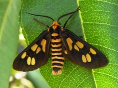 Amata nigriceps