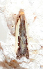 Dichomeris serrativittella
