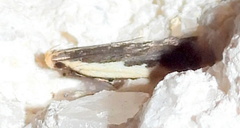 Dichomeris serrativittella