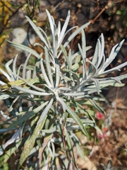 Senecio stoechadiformis
