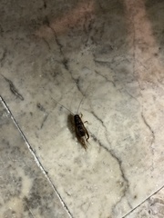 Anurogryllus celerinictus