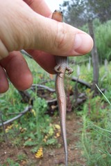 Plestiodon skiltonianus interparietalis