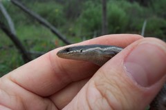 Plestiodon skiltonianus interparietalis