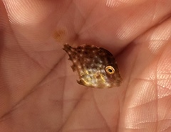 Stephanolepis hispida