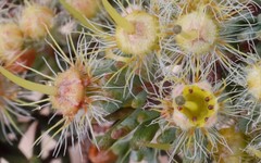 Verticordia oxylepis