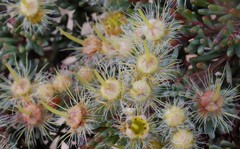 Verticordia oxylepis