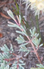 Verticordia oxylepis