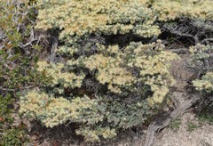 Verticordia oxylepis