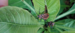 Spartocera pantomima