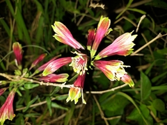 Alstroemeria psittacina