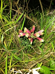 Alstroemeria psittacina
