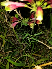 Alstroemeria psittacina