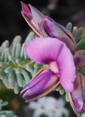 Gompholobium confertum