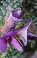 Gompholobium confertum