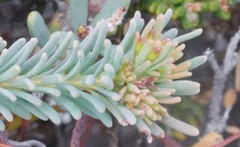 Gompholobium confertum