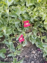 Maurandya antirrhiniflora