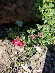 Maurandya antirrhiniflora