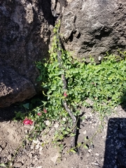 Maurandya antirrhiniflora