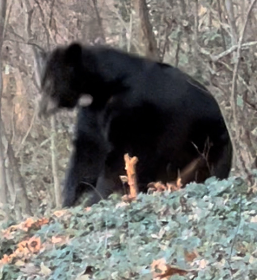 American Black Bear (Ursus americanus)