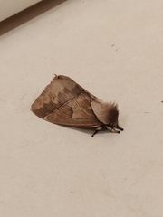 Pseudodirphia obliqua