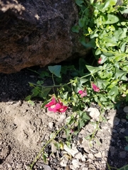 Maurandya antirrhiniflora