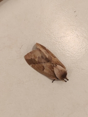 Pseudodirphia obliqua