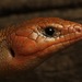 Variegated Skink - Photo (c) Zach Lim, some rights reserved (CC BY-NC), uploaded by Zach Lim