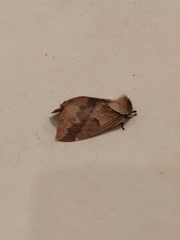 Pseudodirphia obliqua