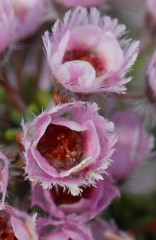 Verticordia plumosa