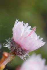 Verticordia plumosa