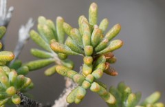 Verticordia plumosa